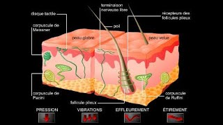 Physiologie des récepteurs sensoriels [upl. by Rehpotsirh81]