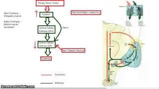 The Basal Ganglia  Direct and Indirect Pathway [upl. by Faye]