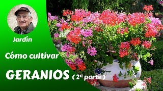 GERANIOS 2 COMO CULTIVAR HERMOSOS GERANIOS GUIA COMPLETA [upl. by Fanchan]