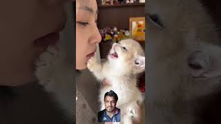 catlover video viralvideo [upl. by Voe]