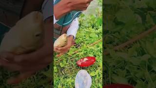 Fishing video 🎣🐟 fishing with hook catching Big Rohu fish By hook shorts video reels [upl. by Walford]