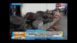 8 kalabaw puwersahang pinainom ng maraming tubig sa katayan para dayain ang timbang [upl. by Initof]