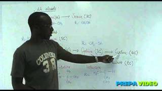 Biochimie cours acides aminés alcool [upl. by Leahcim]