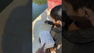 Poor boy selling fish food❤️ food travelingfoodie viralshort [upl. by Cyb572]