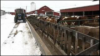 Winter Care Ensuring Cow Comfort Even in the Coldest Months [upl. by Noseyt626]