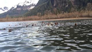 Skeena River  Eulachon run  Sea lion [upl. by Oatis]