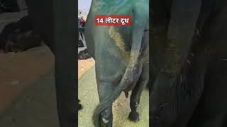 शानदार मुर्रा झोंटी।।murrabuffalo [upl. by Violeta]