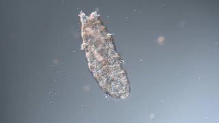 Rehydrating a tardigrade back to life [upl. by Athene]