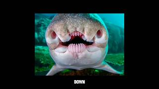 Animals With Down Syndrome 😲  shorts short [upl. by Ammann]