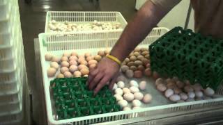 Tour Murray McMurray Hatchery [upl. by Anura]