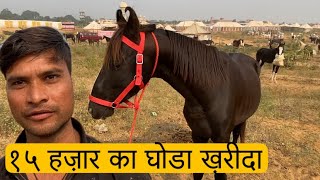 Pushkar Horse Fair Se 15000 Ke Ghode Kharide Bareilly Mein Bechenge [upl. by Michell]