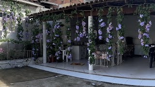 Como podar o cipó Tumbergia para ter esses lindos cachos de flores [upl. by Eirelav]