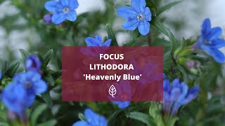 FOCUS  LITHODORA Heavently Blue [upl. by Brok]