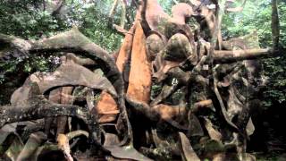 Discover Nigeria with ZODML OsunOsogbo Sacred Grove [upl. by Rehsu220]