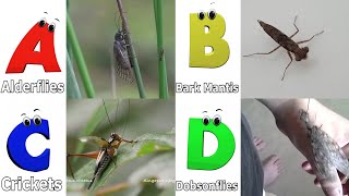 Insects Alphabet Song  Insects ABC Song  Phonics for Kids  Baby Alphabet Letters [upl. by Gert101]