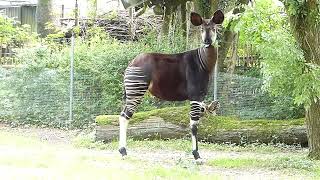 Vacker Okapi Okapi at Copenhagen Zoo Okapia johnstoni Zoologisk Have København [upl. by Rento613]