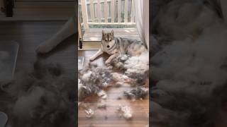 Deshedding time…🤯husky [upl. by Malvin]