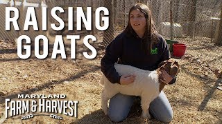 Raising Goats for 4H  Maryland Farm amp Harvest [upl. by Noli]