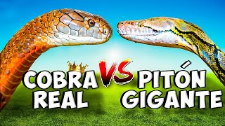 La Serpiente Más VENENOSA del Mundo I Cobra Real VS Pitón Gigante [upl. by Ormond12]