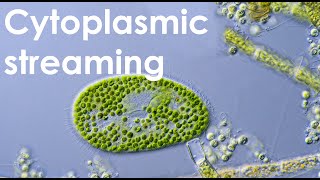 Cytoplasmic streaming in Paramecium bursaria [upl. by Etnovad]