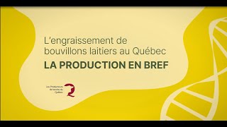 Lengraissement de bouvillons laitiers au Québec  Les particularités des bouvillons laitiers [upl. by Almire]