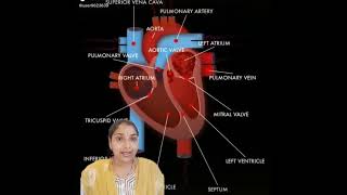 What are oxygenated and deoxygenated bloodpure and impure bloodbiologyscience [upl. by Eseilenna]