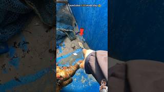 Rescue mission Fish saved from stranded ship fish beach fishing ocean turtlerescue seafood [upl. by Boutis273]