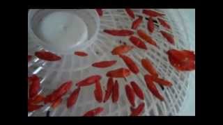 How To Make Crushed Dried Red Tobasco Peppers  Cajun Style [upl. by Zuckerman]