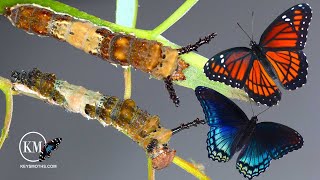 BUTTERFLY MIMICS HOW TO TELL RED SPOTTED PURPLE AND VICEROY CATERPILLARS APART [upl. by Eirene]