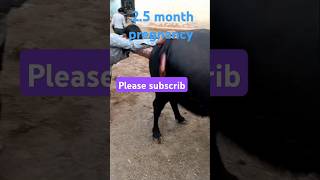 Pregnancy diagnosis 25 months गर्व परीक्षण 💯कसे करेVetCareOfficial animalshorts cow shorts [upl. by Natam]