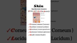 epidermis layers [upl. by Gnuh]