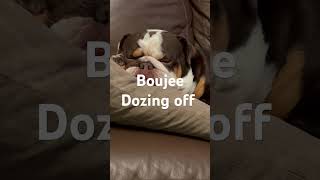 Boujee  English bulldog Dozing Off [upl. by Utter]