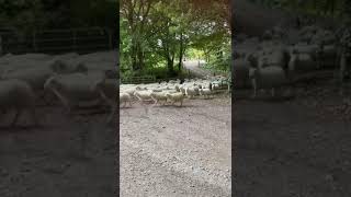 Store Lambs from David Scott Shepherds Cottage [upl. by Anailuj]