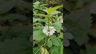 White deadnettle near the River Roding Debden Essex [upl. by Nomde313]