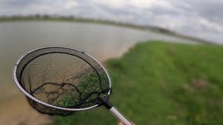 How To Catch MOSQUITO FISH In A WALMART Pond [upl. by Ready]