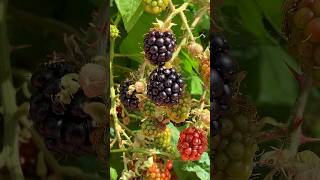 Huge Blackberry Bush shorts gardening plants blackberry fruits fypシ゚viral [upl. by Penny490]