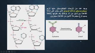 نظم اصلاح المادة الوراثية [upl. by Yenruoc]