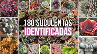 180 SUCULENTAS IDENTIFICADAS  Nombres Cientificos [upl. by Minny]