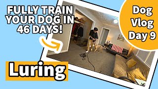 Luring Practice  Dog Vlog Day 9 [upl. by Kotto215]