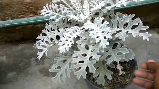 How to grow silver millar plant silver dust plant  care and tips [upl. by Gnohc]