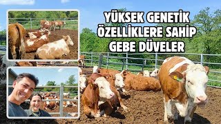 Satılık Simental Gebe Düveler  Ari Çiftlik [upl. by Daphene]