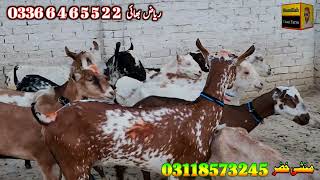 barbri chndni praignt goat at bismillah goat farm goat farming in dera ghazi khan bakra farm [upl. by Tnert]