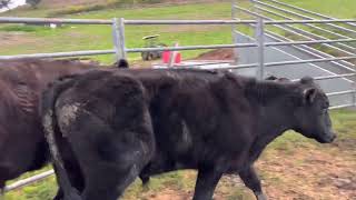 Ac ‘JEGG DAIRIES’ Via Corryong  2 Black XB Steers Vendor Bred Bucket Reared Rising 1617 Months [upl. by Nirra806]