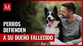 Perros protegen a hombre sin hogar tras su triste fallecimiento [upl. by Oesile]