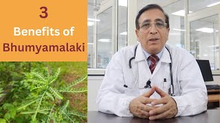 3 Benefits of Bhumyamalaki Phyllanthus niruri [upl. by Derfliw774]