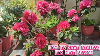 How to grow n care azalea plant Azalea plant potting mix n care Azalea summer care [upl. by Vasilek455]