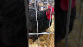 Black Cochins cluckerbooks chickenman chicken cochin bantam poultry exhibitions [upl. by Iddo]