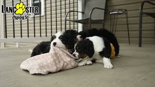 Sweet Mini Bernedoodle Puppies [upl. by Melessa282]