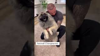 Laugh Out Loud with Hilarious Dog Moments  Dog Chiropractors Secret to Canine Happiness [upl. by Judas]