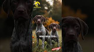 German Shorthaired Pointer Nonstop Energy amp Precision germanshorthairedpointer [upl. by Urian]